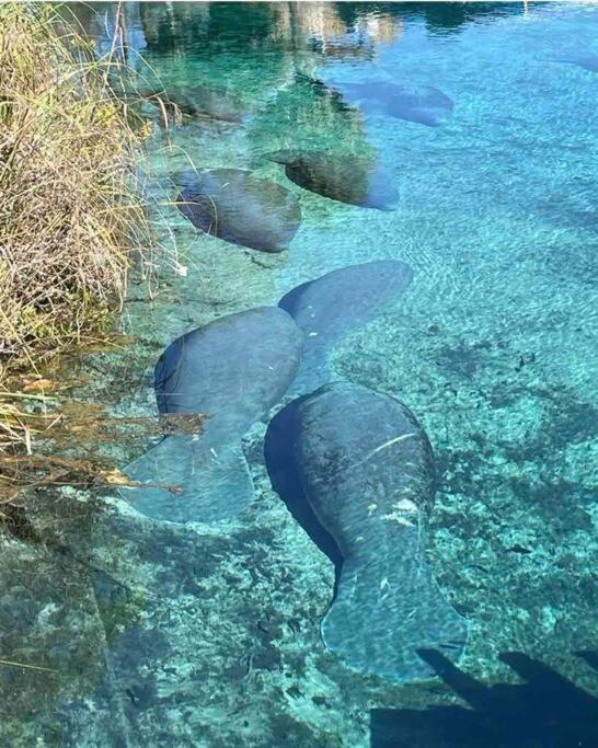 Manatee Oasis Weeki Wachee Family Fun Pool Home Spring Hill Zewnętrze zdjęcie